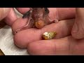 The Smallest Bird You've Ever Seen - The abandoned nest
