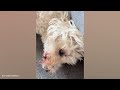 The most DRAMATIC DOG in the world 🤣🐶 NEW Funny Dog Videos