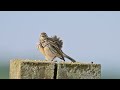 Meadow Pipit singing, preening and stretching