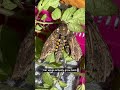 Hatching a Hornworm Into a Hawk Moth UPDATE🦋