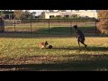 My dog Buzz playing kick ball!