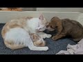 The Reaction of Puppy Meeting Newborn Kitten for the First Time