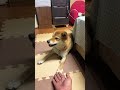 柴犬のレイヨちゃんの食事😃