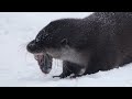 River Otter Facts! How They Live! How To Trap!