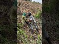 Planting bamboo tree..#bamboo #fypage #farmer #farmer #viralvideo #video #viralshorts #fyp #plants