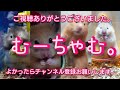 チャッピーくん２歳７ヶ月になりました。