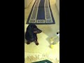 Sneaky Oliver dachshund inches closer to toy