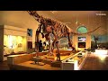 Museu Nacional reabre sala dos dinossauros no Rio