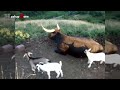 Cute Baby Goats - A Cute And Funny Baby Goats Compilation || NEW HD