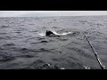 WILD SEAL does tricks in MIDDLE of OCEAN!