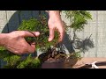 🌱 Backyard Bonsai #4 🌱 How to turn a Garden Nursery Arborvitae into a Bonsai Tree