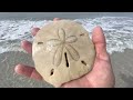 Amazing Negative Low Tide Shelling on Marco Island 11/28/2022