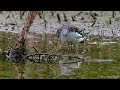 Baie de Somme Grand Laviers; grande aigrette, nourrissages Spatules et autres oiseaux..