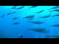 Incredible encounter as a gigantic school of bigeye scad jack fish engulfs scuba divers