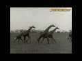 Voices of Africa - Old School Documentary about Africa 🦒