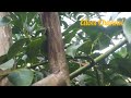 Penyetresan pada pohon Alpukat bikin pertumbuhan hebat, tinggal menunggu berbuah lagi
