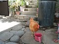 Orange Chicken drinking water
