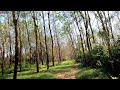 Cycling Across Green SAVANNAH ~ The Scenic Relaxation Film || Hamparan Padang Rumput Di Lereng Bukit