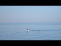 Man paddling in Australia