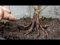 Batang Sebesar Rokok Bisa Dibuat Bonsai yang Menarik ( Beringin Kimeng/Ficus Microcharpa)