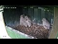 Kestrel - from egg to first flight