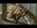 Abandoned kinkajou finds forever home