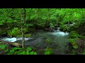 Meditation Music and Nature Sounds - Forest Stream Scene