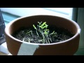 Tomato Plant Time Lapse