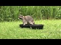 Florida Raccoon