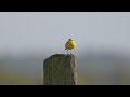 Channel Wagtail on the Somerset Levels