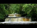 Relaxing Forest Waterfall Nature Sounds with Birds Chirping for Sleeping-Calm Birdsong sound