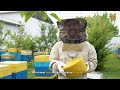 Bee Amazed: 10 Honeybee Facts That Will Blow Your Mind | The Animal Explorer #shorts