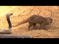 Unbelievable Monkey Save Mouse From Snake Hunting  Cat vs King Cobra Snake, Lizard Real Fights