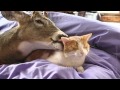 CAT LICKING DEER