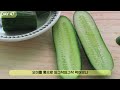 Growing cucumbers for 47 days from planting to harvest with hydroponics in an apartment