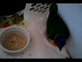 Baby rainbow lorikeet chick chilaxin'