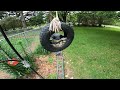 Backyard Birds Enjoying the Tire Feeder #backyardbirds #birding #birdwatching