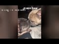 New Funny Videos 2024 😍 Cutest Cats and Dogs 🐱🐶 Part 61