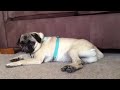 Pug Cannot Keep Eyes Open