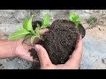 Hydrangea cuttings take root super fast with this method