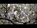 Apple Blossoms in Vermont