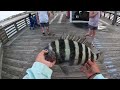 Sheepshead Fishing Jennette's Pier Outer Banks (How To)