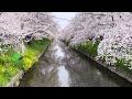 五条川の桜