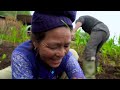 jungle and his wife planting cabbage in their yard farm field @junglefamilycooking