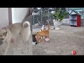 😹😂 Best Cats and Dogs Videos 🐱😂 Funny And Cute Animal Videos 2024 # 16
