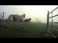 The wayfaring rider - morning pasture