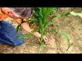 How to Determine Growth Stages of Vegetative Corn