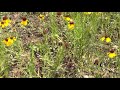 Sneezeweed A great Plant for Texas Pollinators