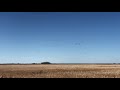 Thousands of Canada geese return from the south