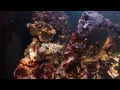 Feeding Time - GoPro inside of aquarium - 1080p